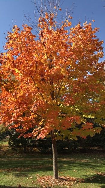 Fall Cleanup Showing Leaves on Tree