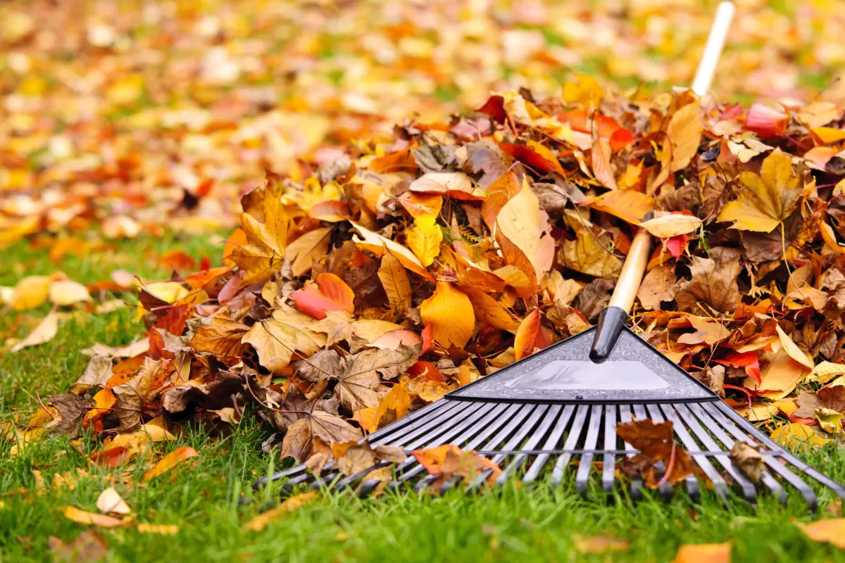 Fall Yard Cleanup