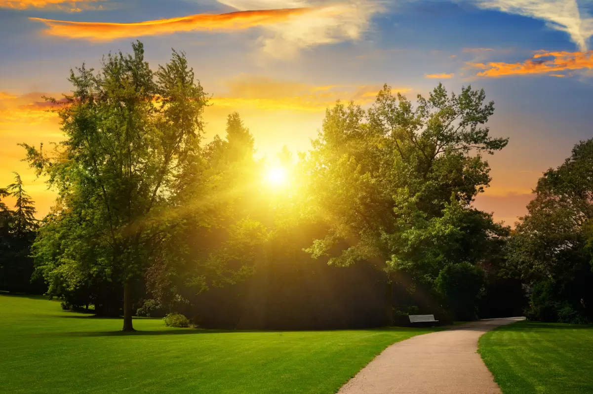 Golden Sunshine with Sidewalk in Lawn